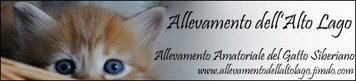 Banner_A_d_Alto Lago